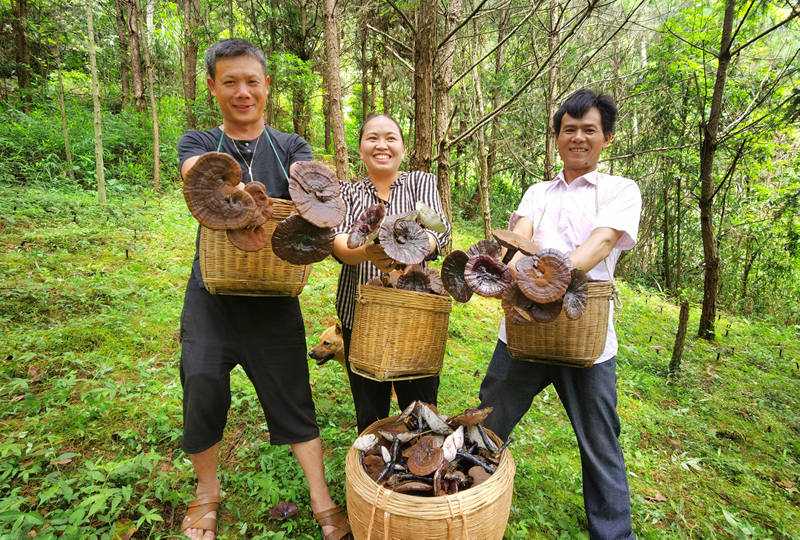 广西鹿寨：林下“生金”种灵芝