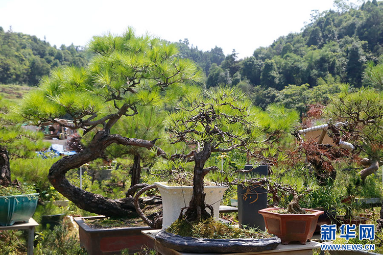 广西平南：小盆景 大产业