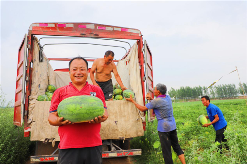 濮阳市范县：西瓜套种辣椒助农增收_fororder_图片7