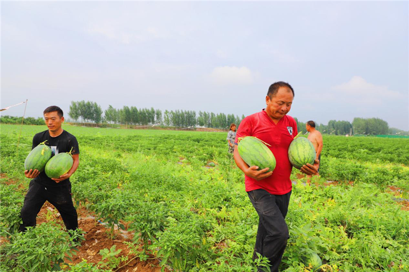 濮阳市范县：西瓜套种辣椒助农增收_fororder_图片3