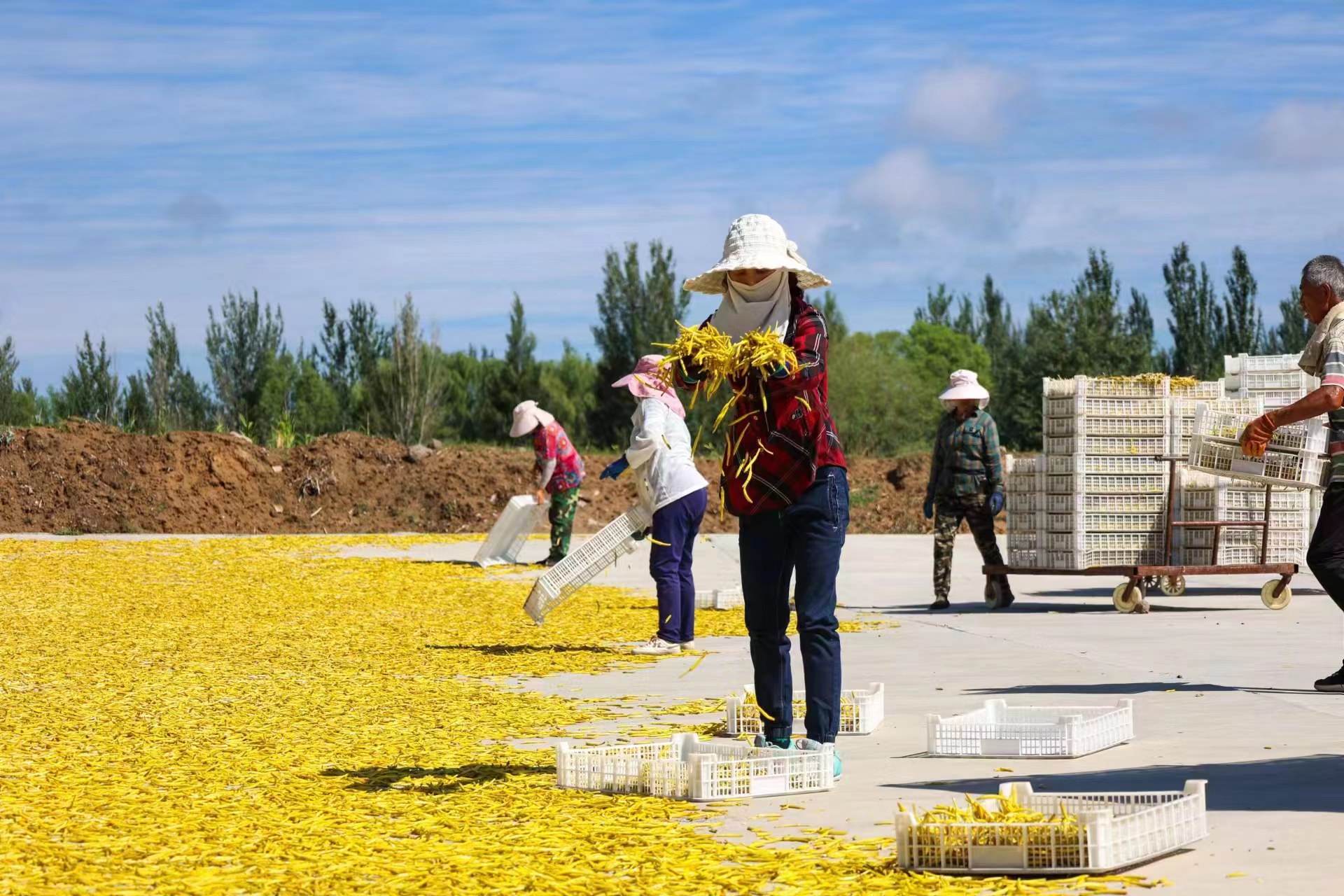 大同市云州区全力推进黄花特色专业镇建设_fororder_1