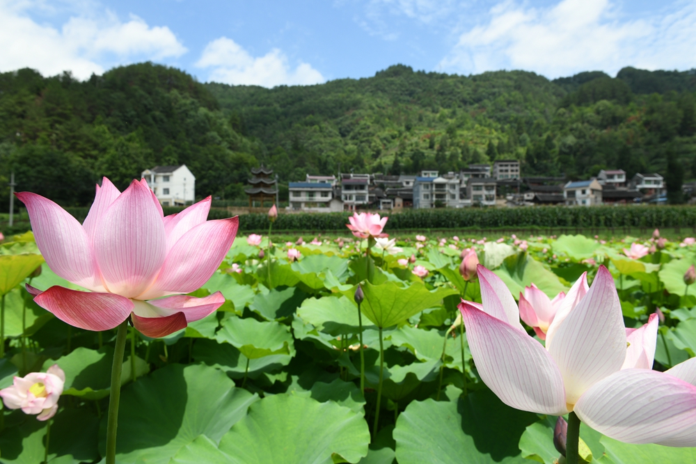 贵州镇远：盛夏时节 “荷”美乡村_fororder_贵州省镇远县蕉溪镇三门滩荷花绽放映衬美丽乡村。（吴贤和  摄）