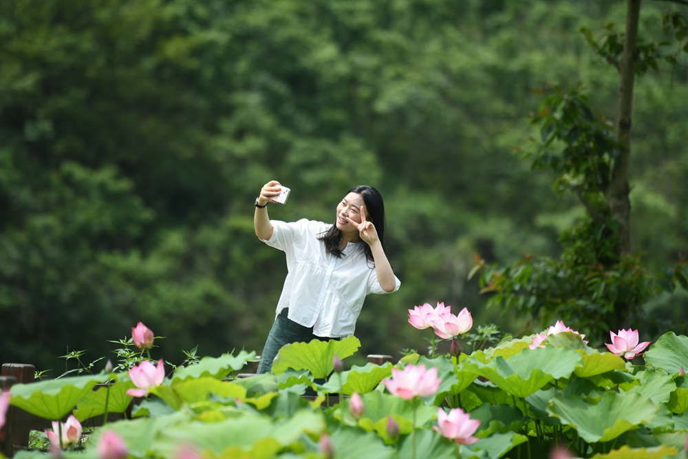 贵州镇远：盛夏时节 “荷”美乡村_fororder_贵州省镇远县蕉溪镇三门滩荷花绽放引来游客观光打卡。（吴贤和  摄）