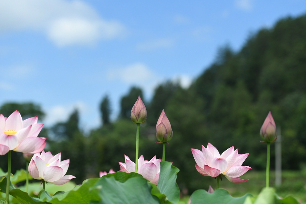 贵州镇远：盛夏时节 “荷”美乡村_fororder_贵州省镇远县蕉溪镇三门滩荷花绽放。（吴贤和  摄） (3)