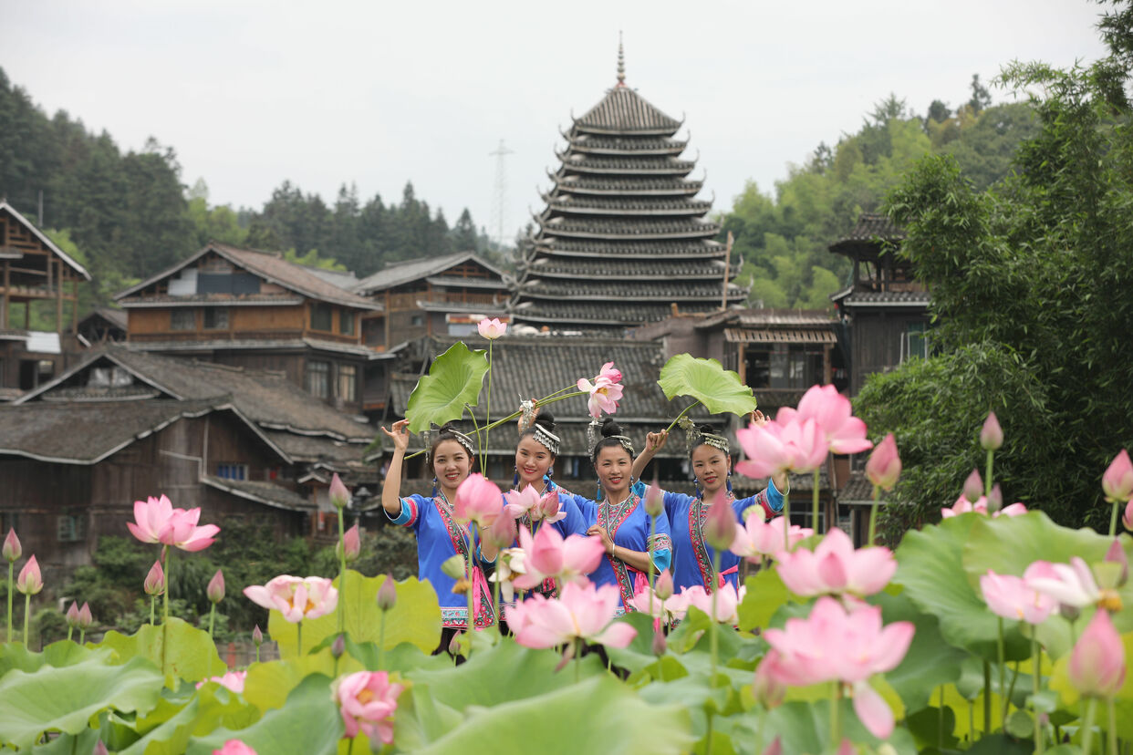 Lotus Flowers in Full Bloom in Sanjiang Dong Autonomous County, Guangxi_fororder_T3