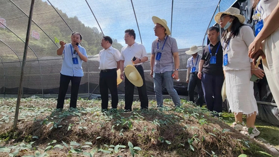 贵州剑河：聚焦林业碳汇  助力乡村振兴_fororder_参观柳川关口林下黄精种植基地   摄影  陆丹