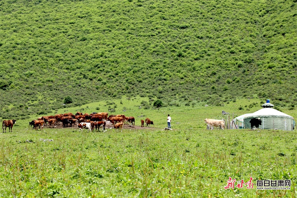 陇南文县雄黄山：草甸如茵山峰险 牛羊散落似珍珠_fororder_5