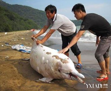 大熊猫不再是濒危物种 长江江豚不足1000头告急