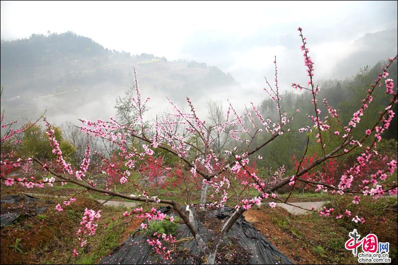 阳春三月，去四川苍溪黄猫垭赴一场浪漫的约会