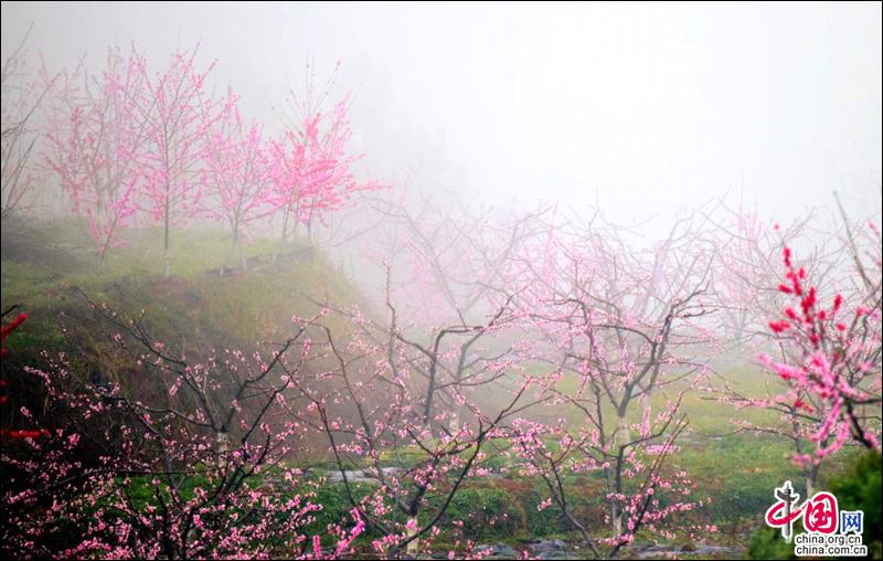 阳春三月，去四川苍溪黄猫垭赴一场浪漫的约会