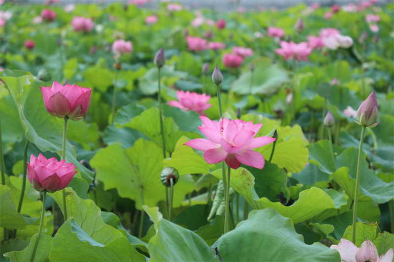 【原创】信阳市淮滨县：雨后景色别样新 风景如画惹人醉_fororder_盛开的荷花