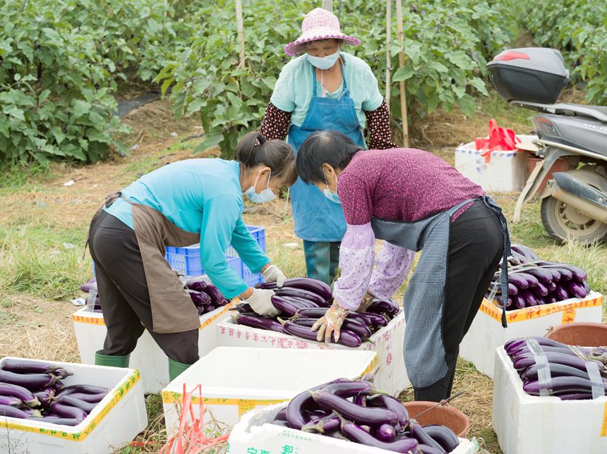 广西桂平60万亩瓜菜喜获丰收