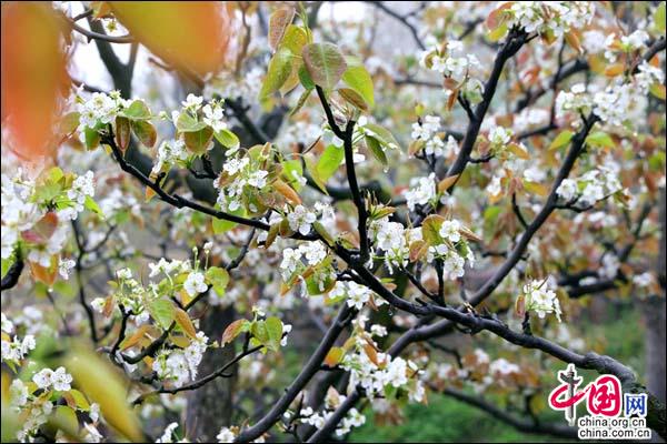 贵州福泉：“金谷春雪·花海双谷”梨花节开幕