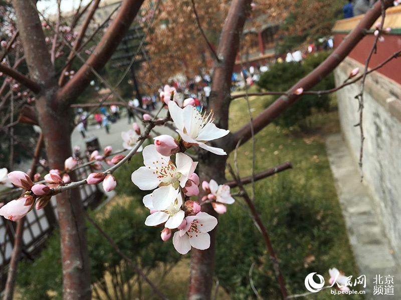 北海公园阐福寺山桃花开 赏花游园两相宜