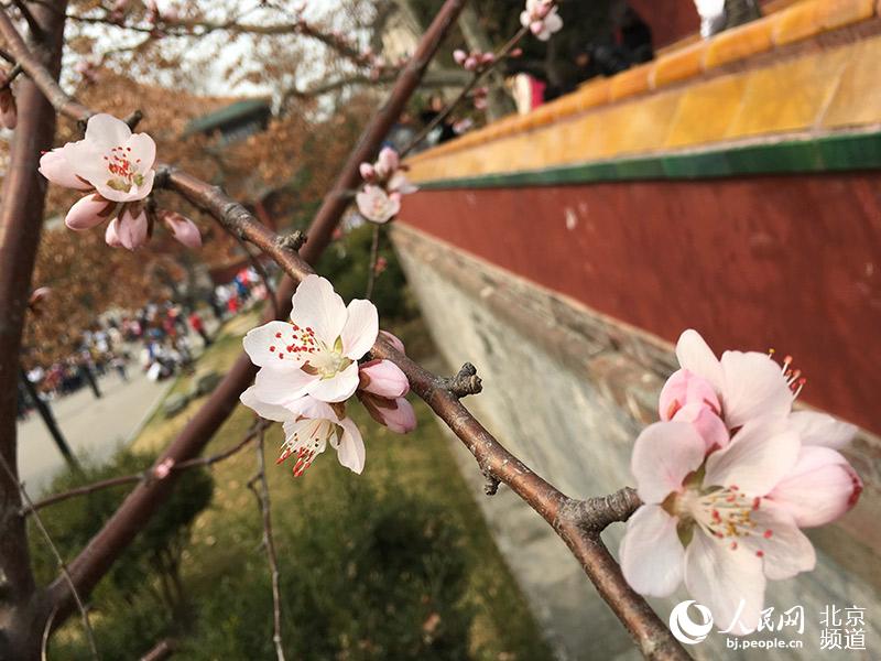 北海公园阐福寺山桃花开 赏花游园两相宜