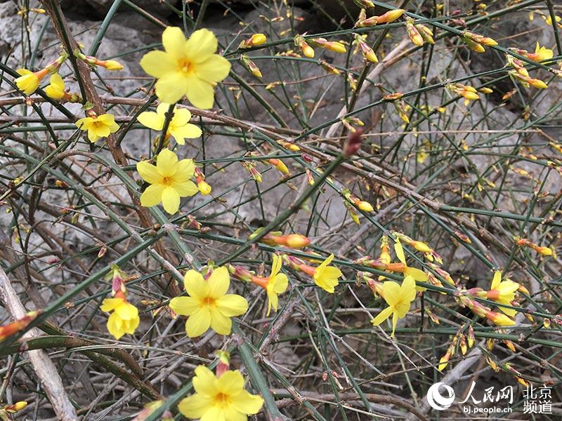 北海公园阐福寺山桃花开 赏花游园两相宜