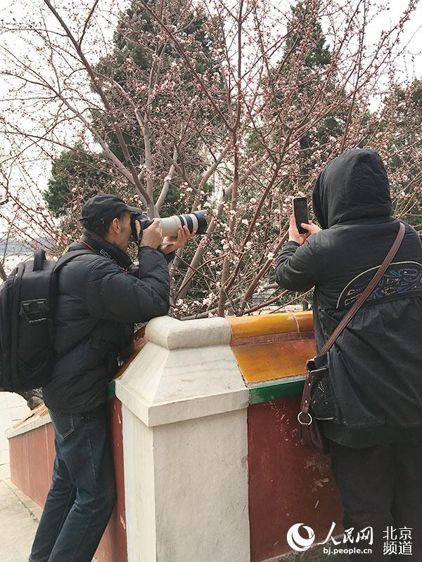 北海公园阐福寺山桃花开 赏花游园两相宜