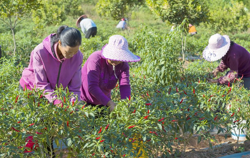 广西桂平60万亩瓜菜喜获丰收