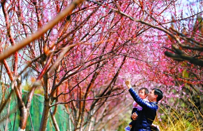 连日暖风吹 百花绽芳华 169处赏花片区翘首待客