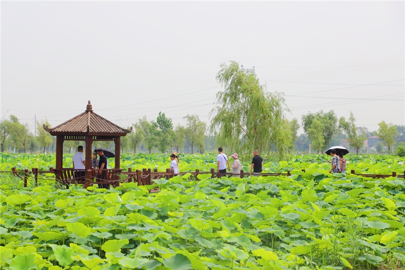 濮阳市范县：千亩荷花引客来_fororder_图片7