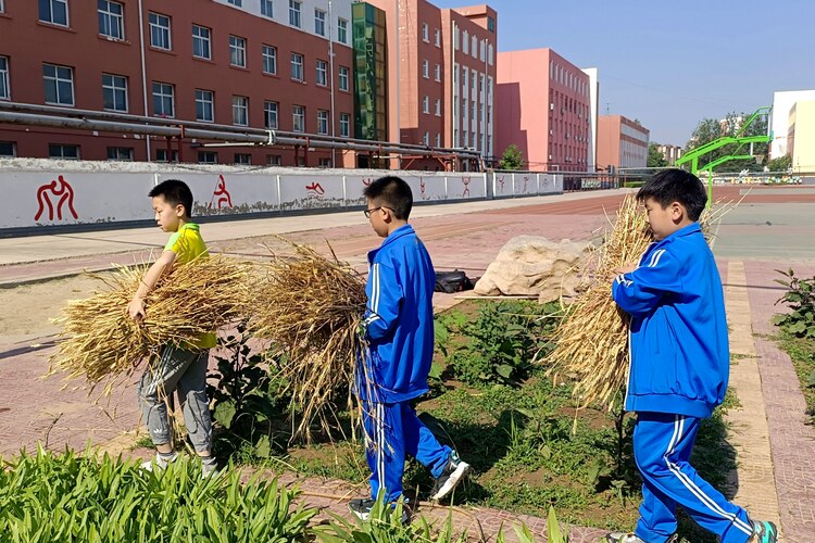 图片默认标题_fororder_同学们搬运收获的小麦 摄影 王俊