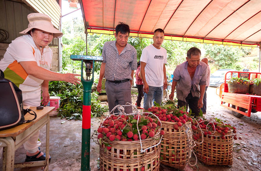 广西：荔枝熟了 销路顺了 农民笑了