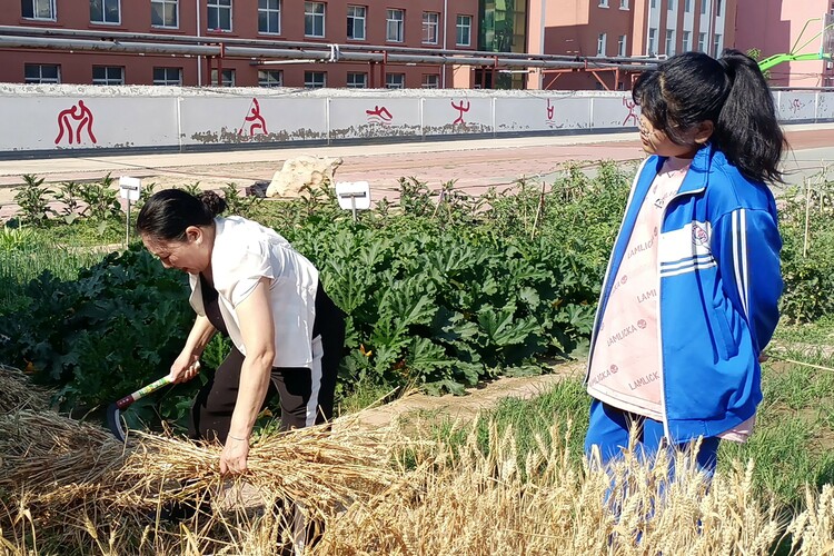 图片默认标题_fororder_老师示范小麦收割动作要领 摄影 王俊