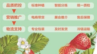 辽宁东港产供销全过程培育农业品牌——小草莓名气大