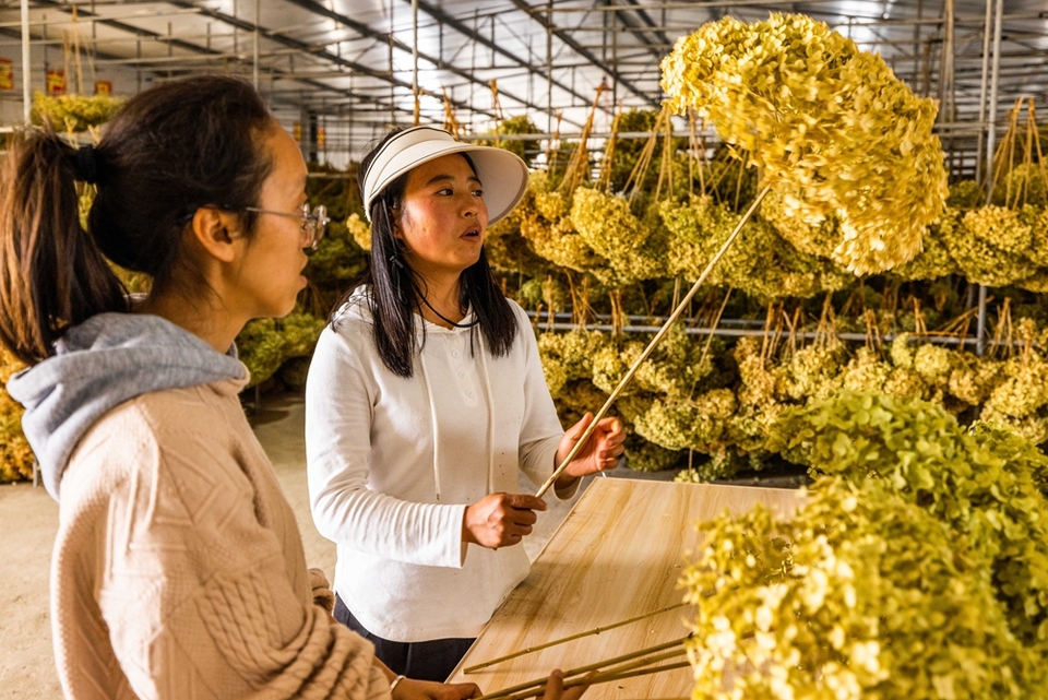 贵州赫章：绣球花开富山乡_fororder_2023年6月16日，村民在贵州省毕节市赫章县铁匠乡中井村查看绣球花脱水情况。罗大富 摄 (2)