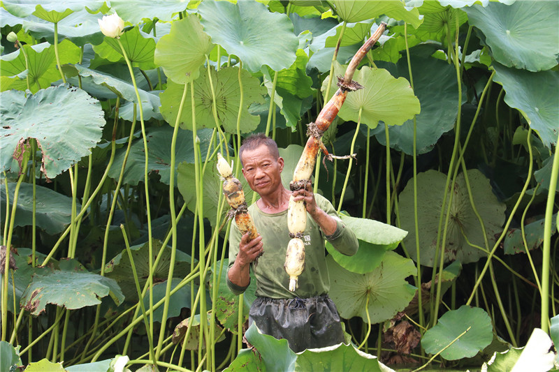 南阳新野：荷花盛开 丰收在当“夏”_fororder_刚出淤泥的莲藕.JPG