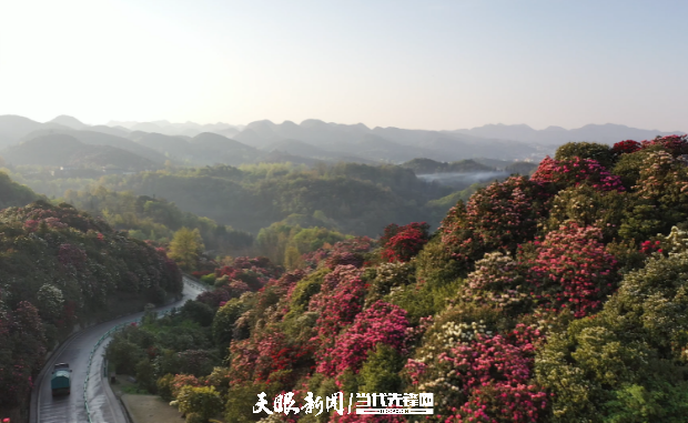 新发展理念的毕节实践｜百里杜鹃：花海超百里，花外景更新