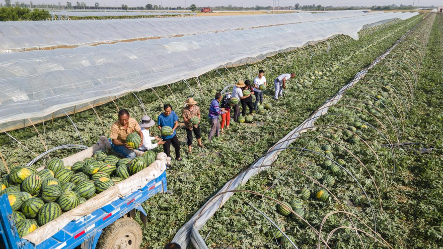 Weinan in Shaanxi Province Celebrates Bumper Harvest of Fragrant Fruits_fororder_图片6