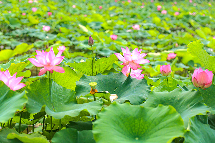 江西广昌：莲花美景引客来_fororder_1