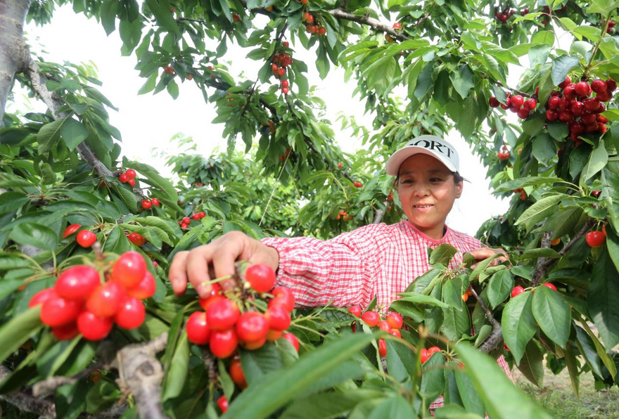 Weinan in Shaanxi Province Celebrates Bumper Harvest of Fragrant Fruits_fororder_图片5