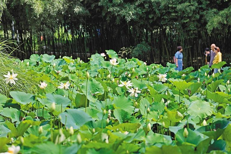 亭亭玉立满园芳 夏日荷花始盛开_fororder_图片4