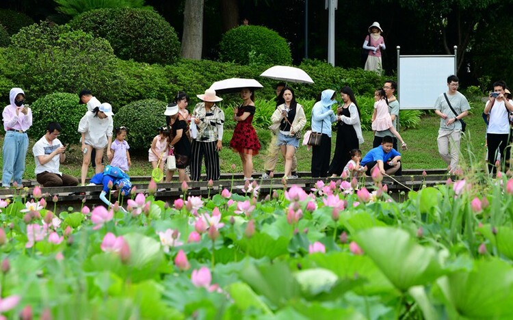 无锡荷花次第开放 市民出门赏荷度假