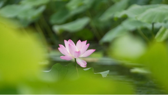 （原创）邯郸磁县：“荷”你相遇 再现磁州古八景“官路荷风”_fororder_邯郸磁县：“荷”你相遇 再现磁州古八景“官路荷风”536