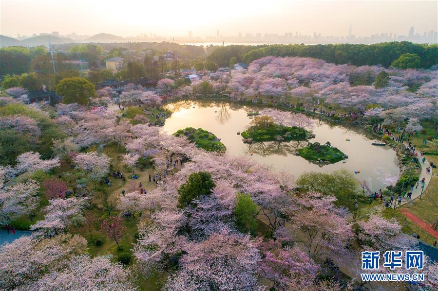 武汉：樱花缤纷醉游人