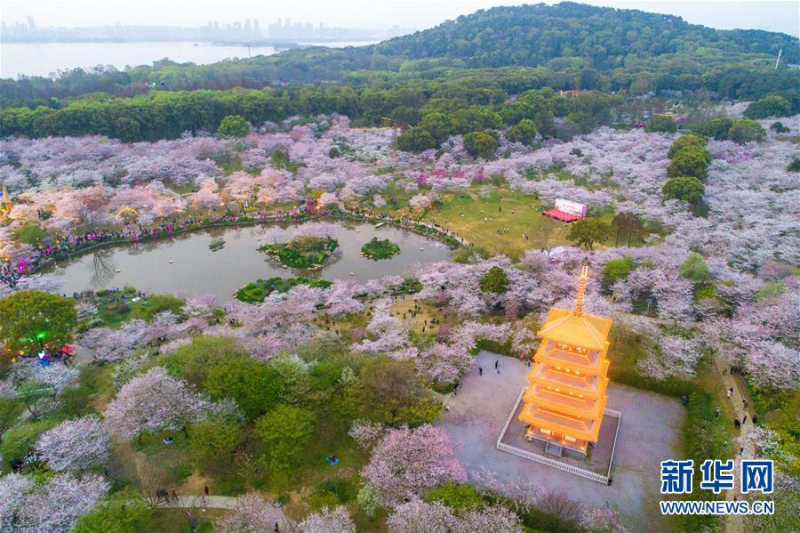 武汉：樱花缤纷醉游人