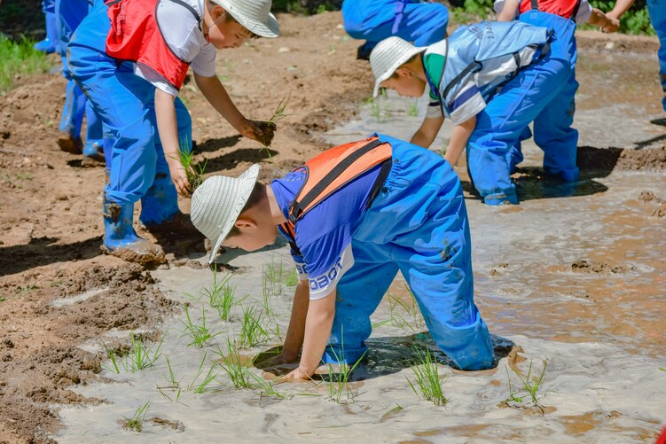 保定市满城区：农耕研学正当时 小小少年插秧忙_fororder_学生认真插秧的样子 摄影 靳烨