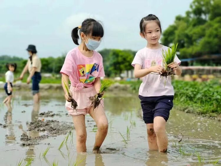 保定市满城区：农耕研学正当时 小小少年插秧忙_fororder_女生插秧进行中 摄影 李雪