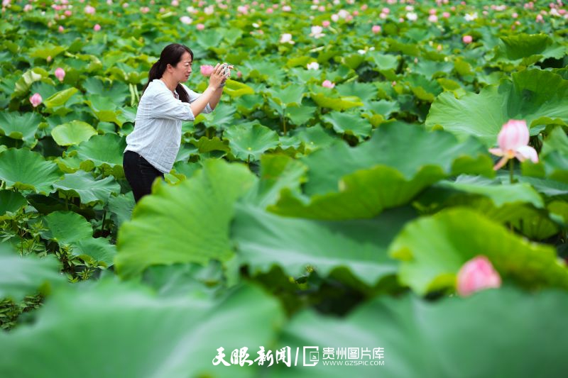 贵州各地：荷花竞放美天际