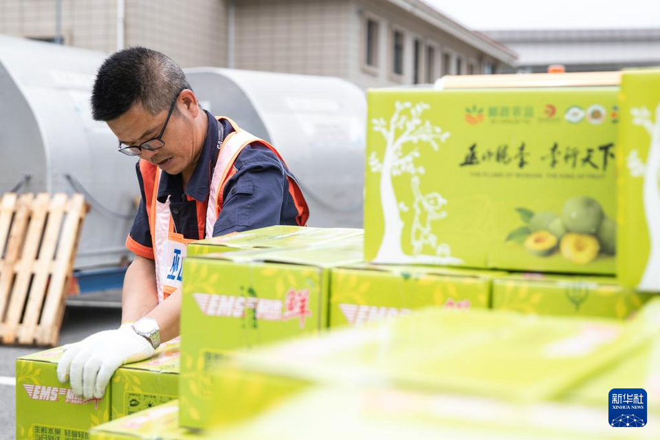 【城市远洋】重庆：“脆李航班”再起航 致富果飞出三峡