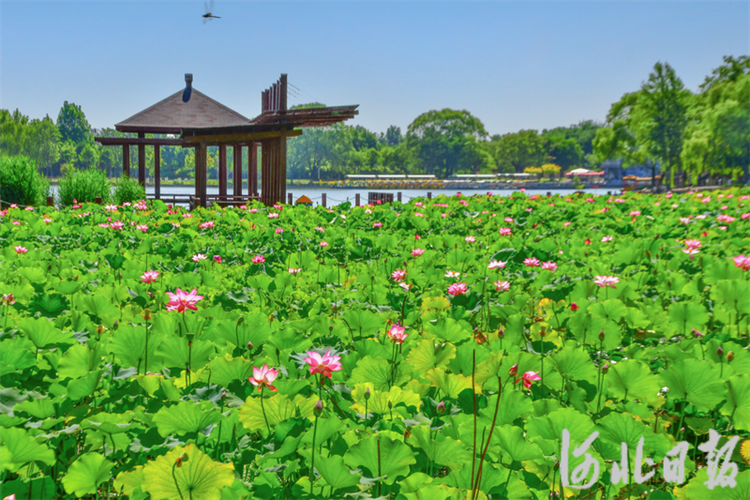 美在当“夏”！石家庄市植物园12万株荷花初绽_fororder_64a34798e78a9