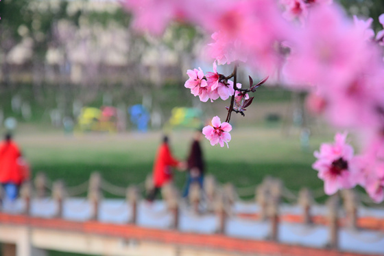 【行游巴渝 标题摘要】赏花地图出炉 快到梁平这座花园城市采撷春光