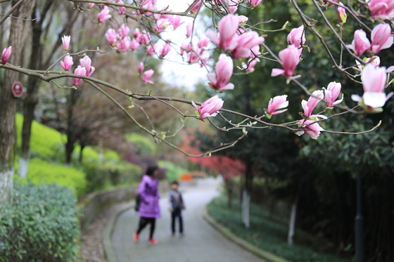 【行游巴渝 标题摘要】赏花地图出炉 快到梁平这座花园城市采撷春光