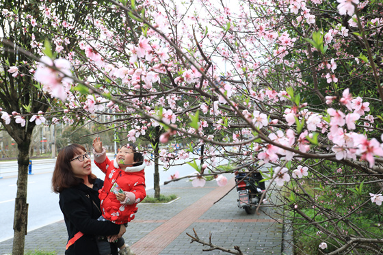 【行游巴渝 标题摘要】赏花地图出炉 快到梁平这座花园城市采撷春光