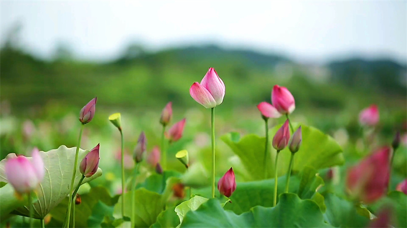 【原创】南阳市镇平县：“荷”你邂逅_fororder_惟有绿荷红菡萏 卷舒开合任天真 摄影 时君洋