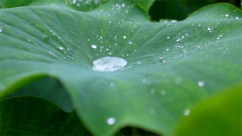 【原创】南阳市镇平县：“荷”你邂逅_fororder_盈盈荷上露 灼灼如明珠 摄影 时君洋