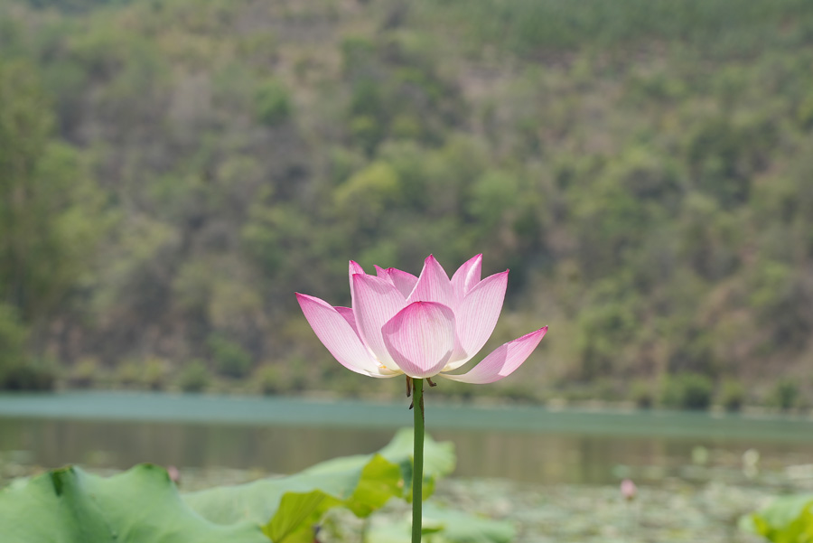 广西西林：盛夏荷花摇曳开